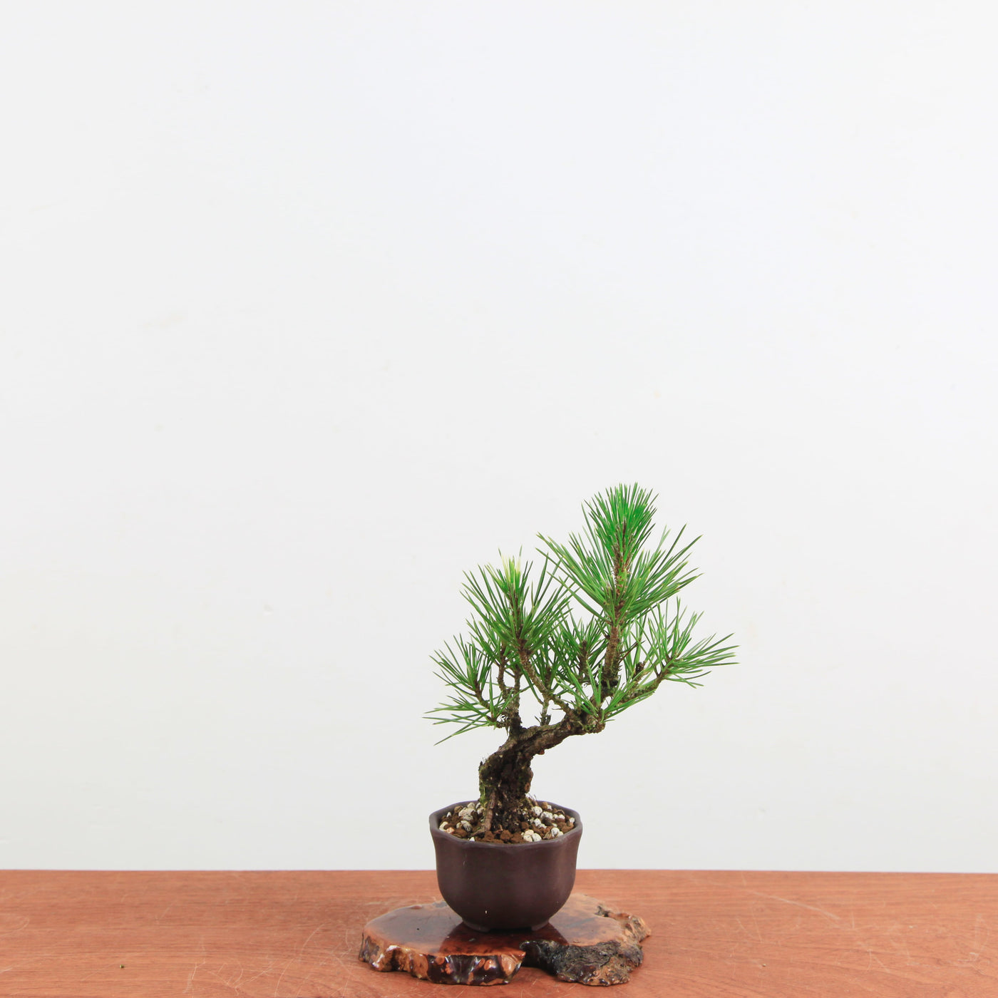 Bonsai Pinus Thunbergii ‘Corticosa’