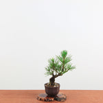 Bonsai Pinus Thunbergii ‘Corticosa’