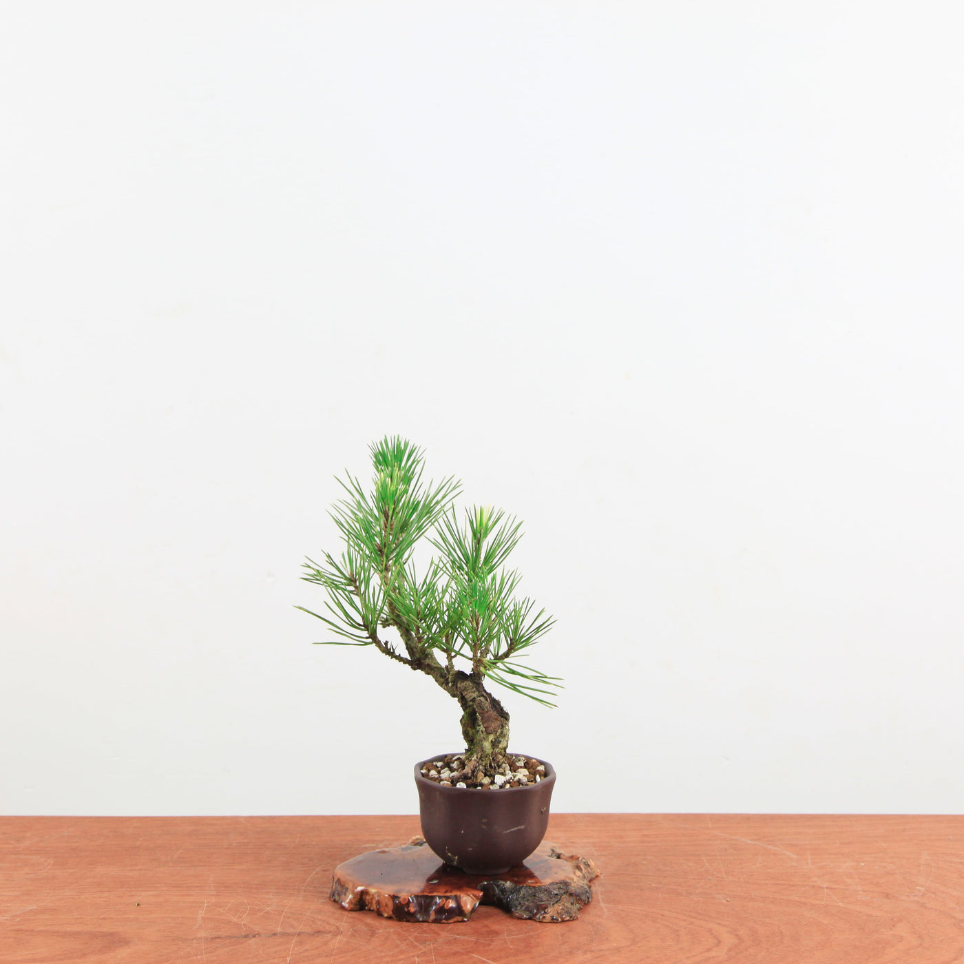Bonsai Pinus Thunbergii ‘Corticosa’
