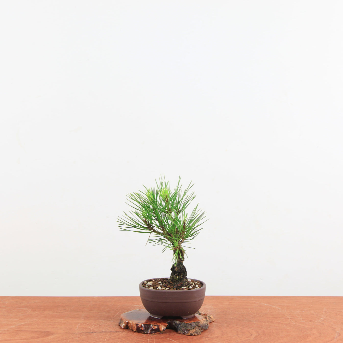 Bonsai Pinus Thunbergii ‘Corticosa’