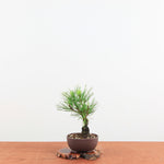 Bonsai Pinus Thunbergii ‘Corticosa’