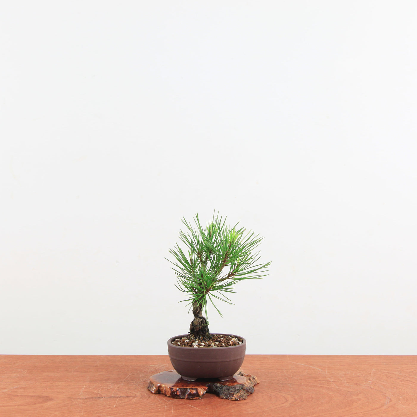 Bonsai Pinus Thunbergii ‘Corticosa’