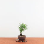 Bonsai Pinus Thunbergii ‘Corticosa’