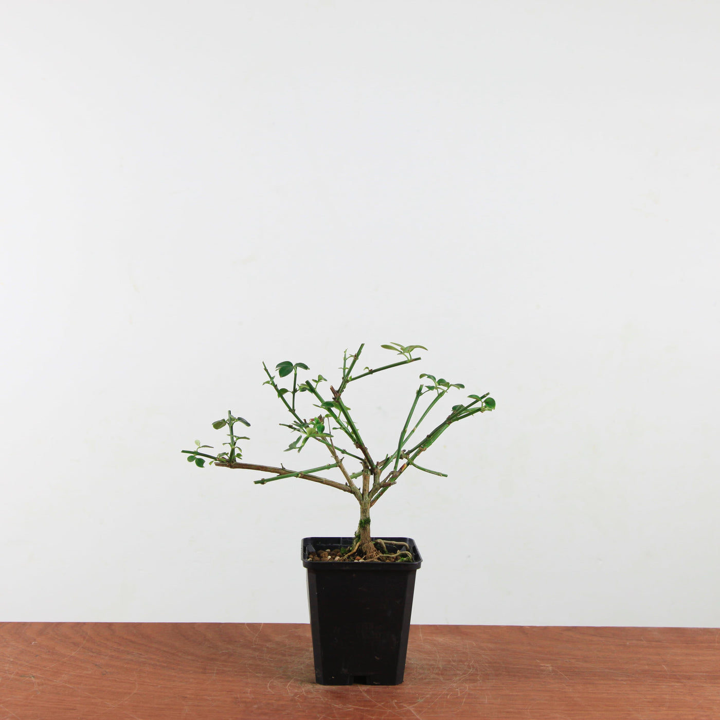 Winterjasmijn (Jasminum nudiflorum) – Bonsai Startersplant
