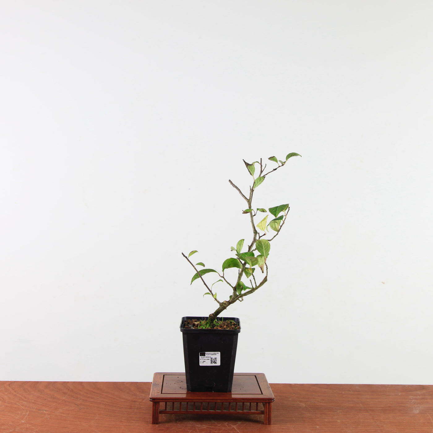 Ilex serrata - Mini Boom / Startersplant