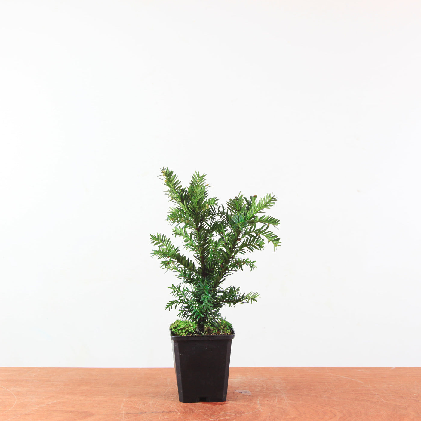Japanse Taxus (Taxus cuspidata) – Mini Boom / Startersplant