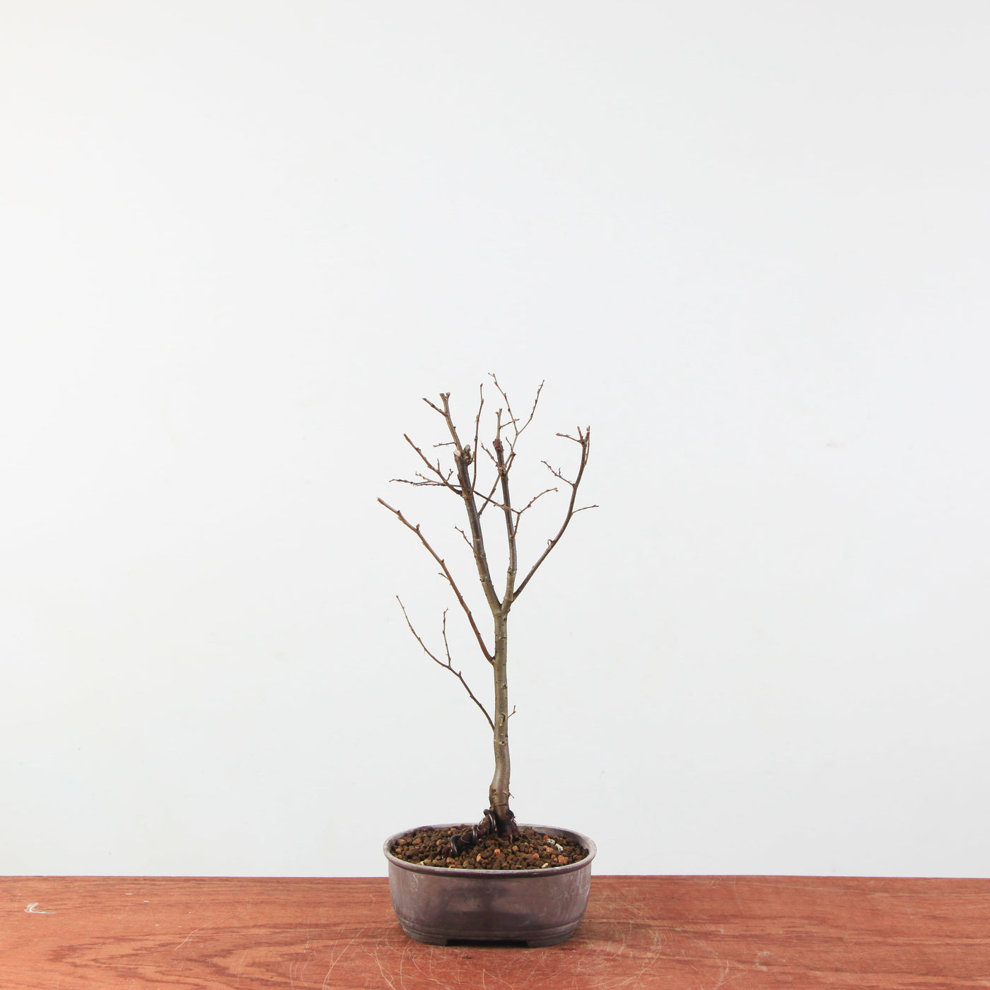 Japanse Iep (Zelkova serrata) – Mini Boom / Startersplant