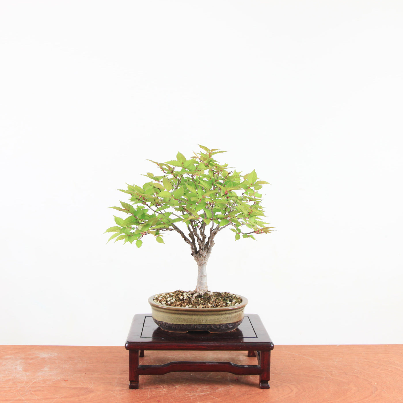 Bonsai Zelkova Serrata - Japanse Iep