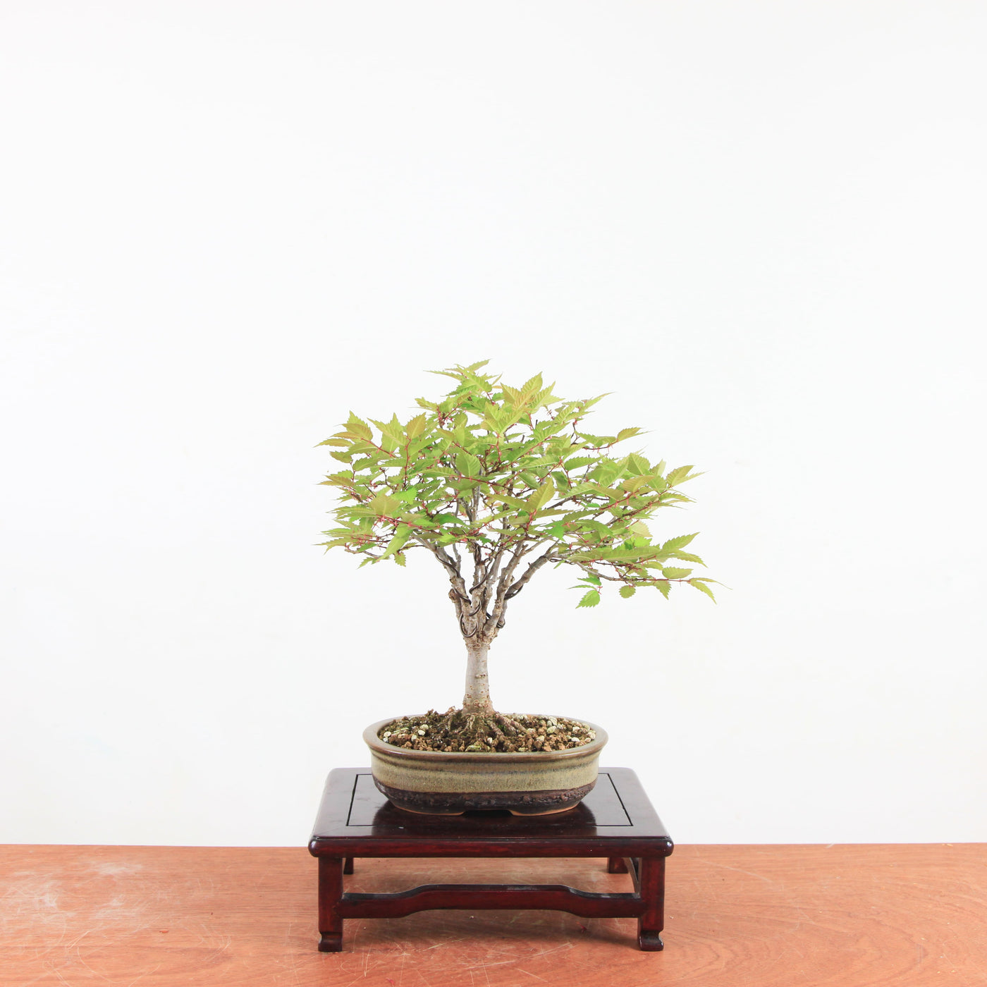 Bonsai Zelkova Serrata - Japanse Iep