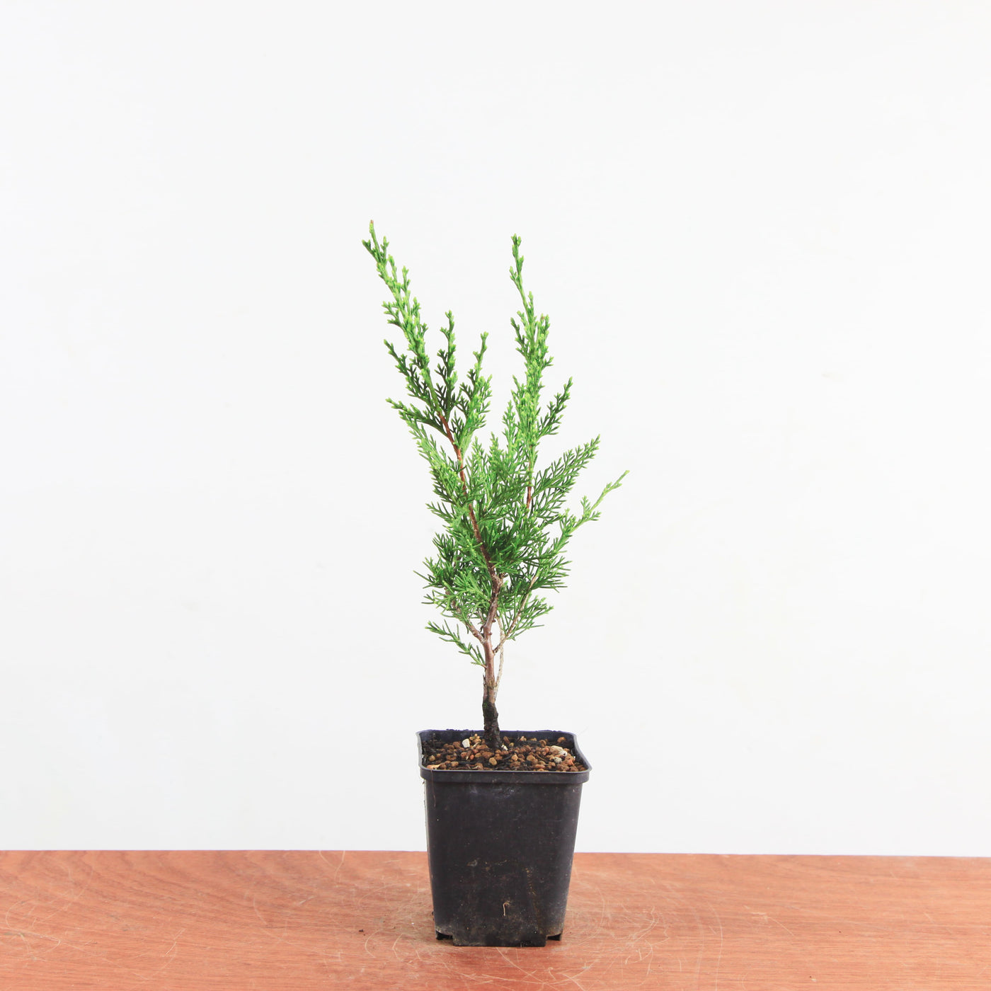 Juniperus chinensis ‘Itoigawa’ – Mini Boom / Startersplant