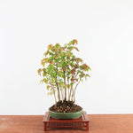 Bonsai Acer Buergerianum - Drietandesdoorn