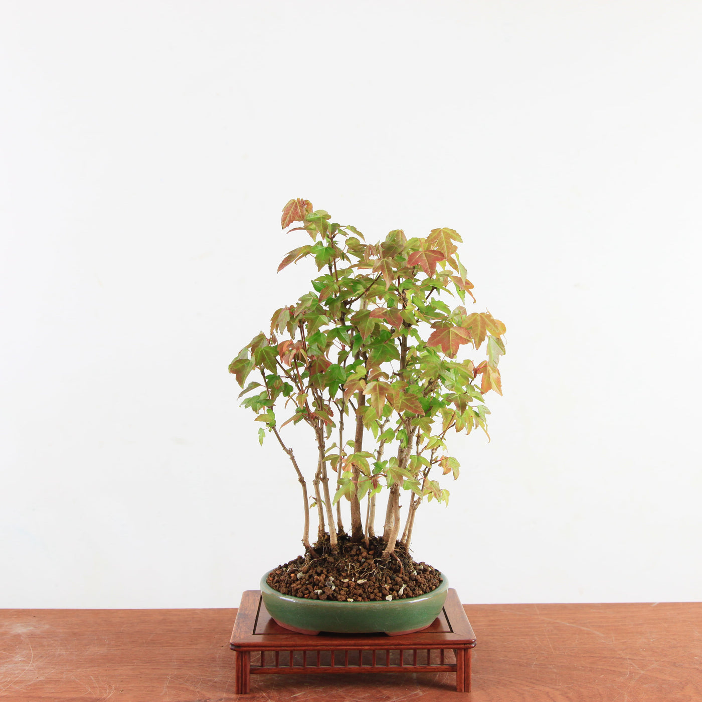 Bonsai Acer Buergerianum - Drietandesdoorn
