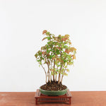 Bonsai Acer Buergerianum - Drietandesdoorn