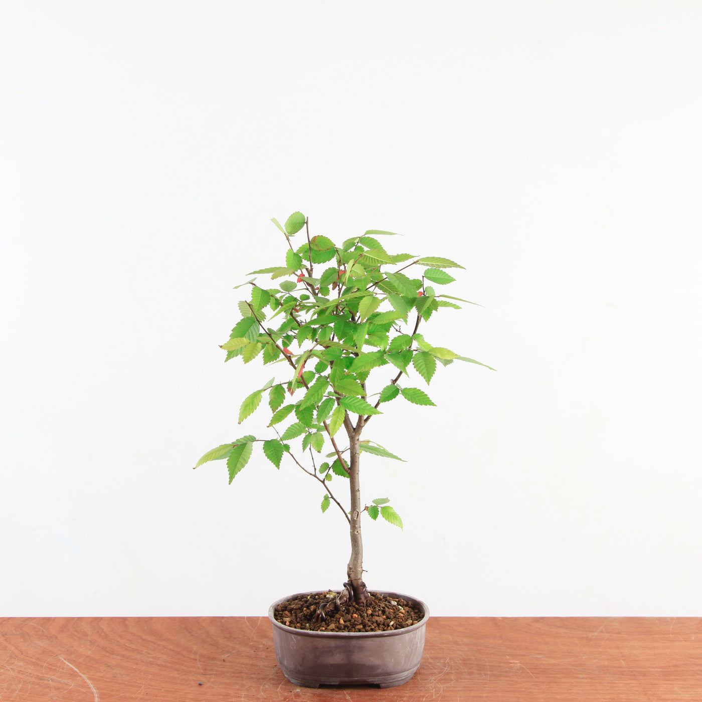 Japanse Iep (Zelkova serrata) – Mini Boom / Startersplant