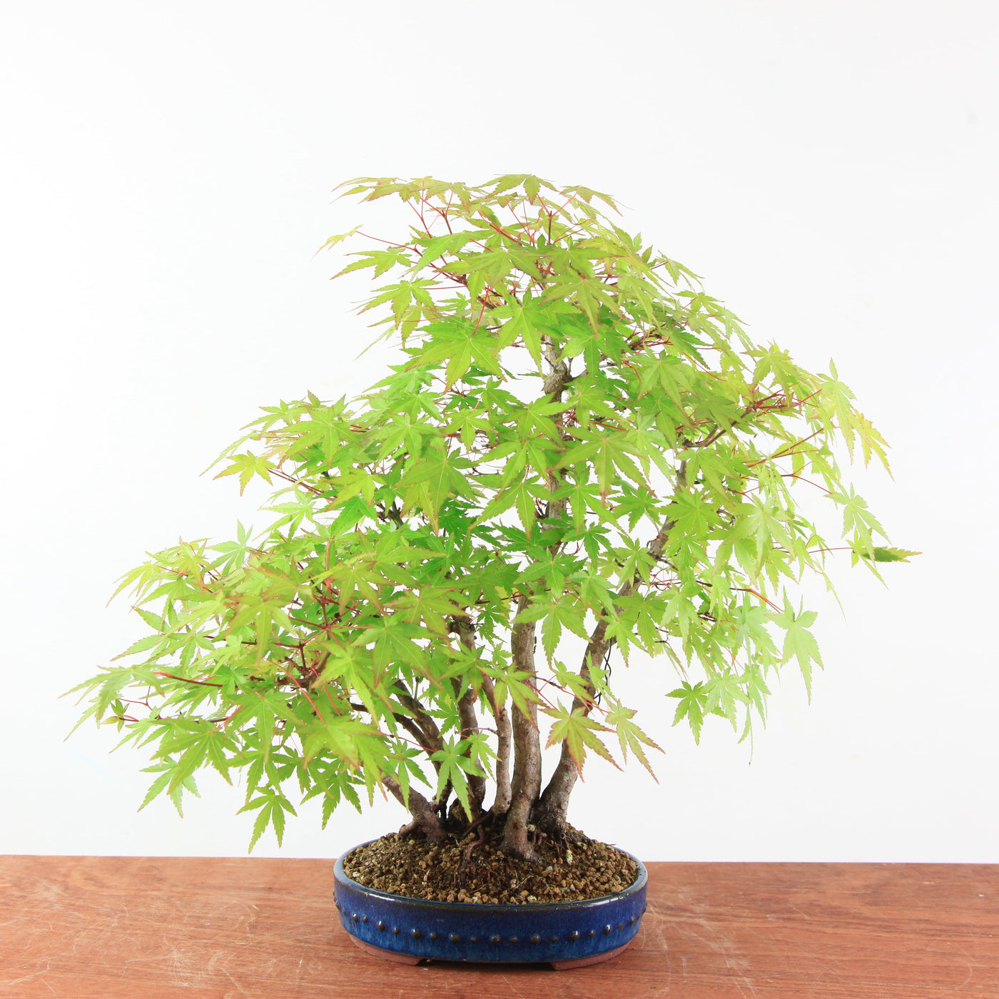 Bonsai Acer Palmatum - Japanse Esdoorn