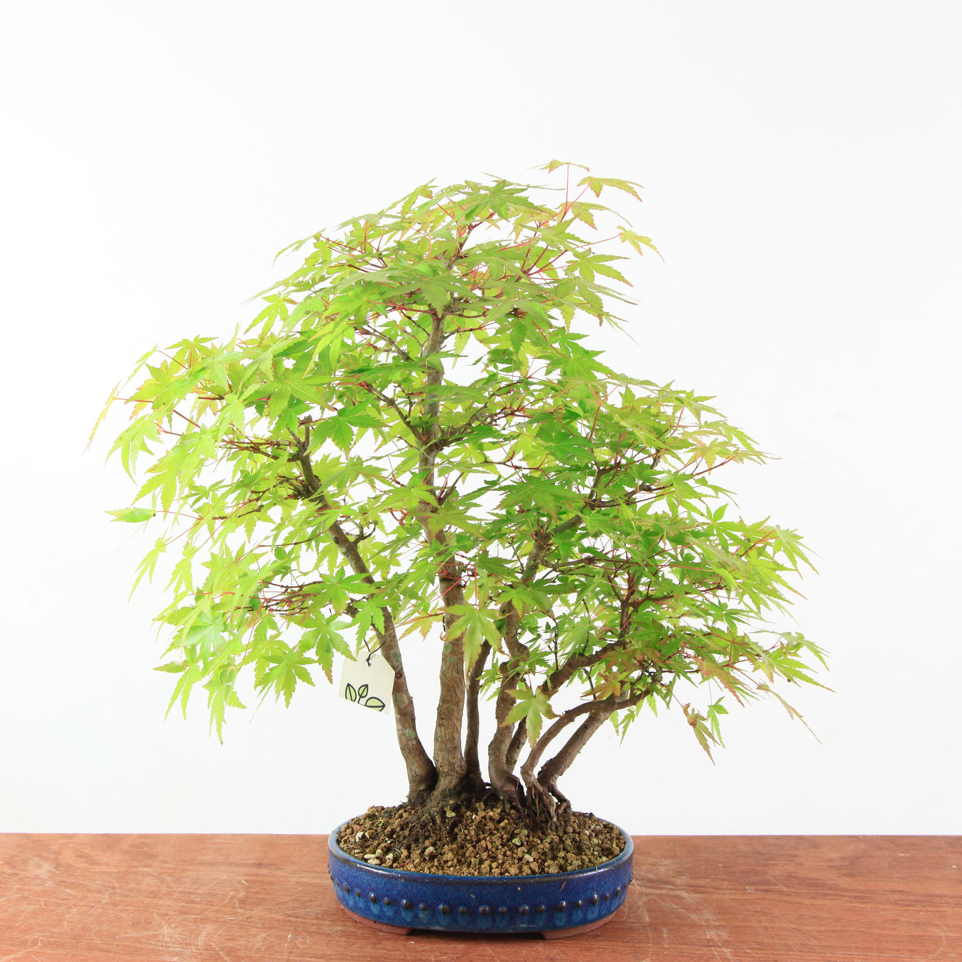 Bonsai Acer Palmatum - Japanse Esdoorn