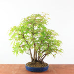 Bonsai Acer Palmatum - Japanse Esdoorn