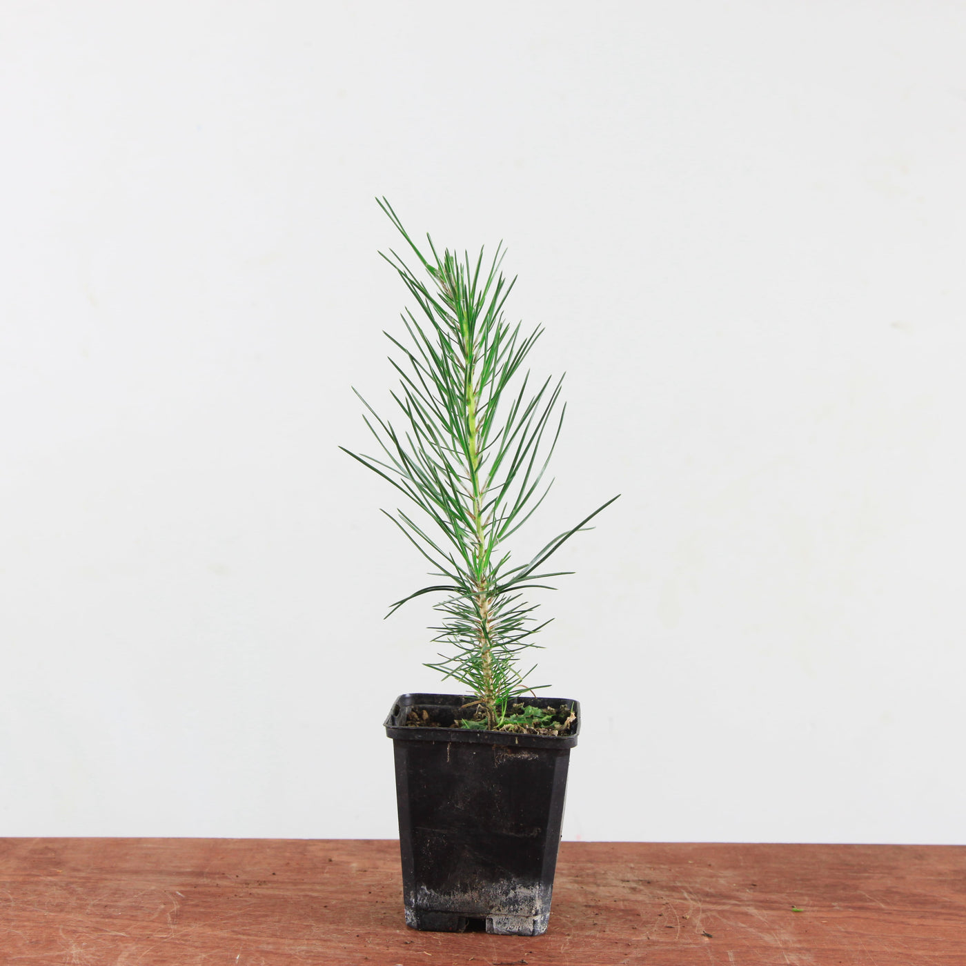 Japanse Zwarte Den (Pinus thunbergii) – Mini Boom / Startersplant