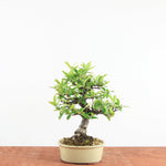 Bonsai Pyracantha