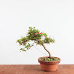 Bonsai Azalea Satsuki