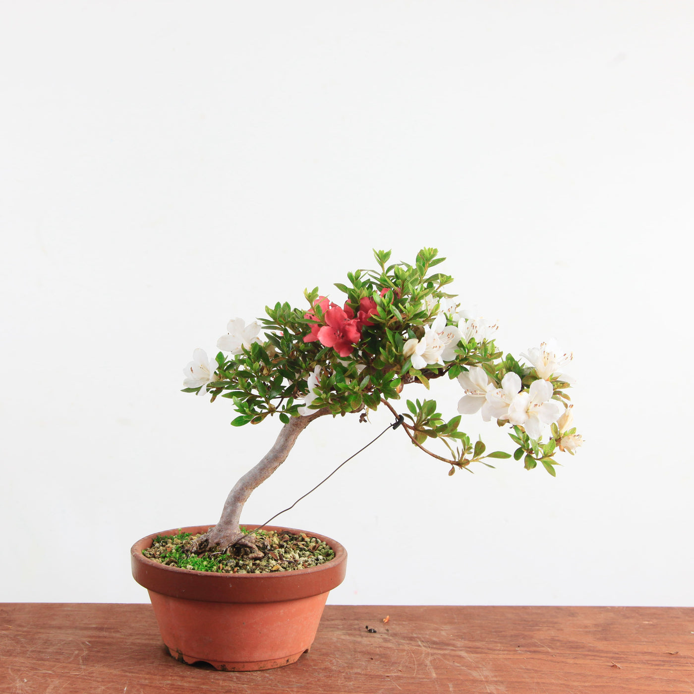 Bonsai Azalea Satsuki
