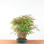 Bonsai Rhus Typhina - Fluweelboom