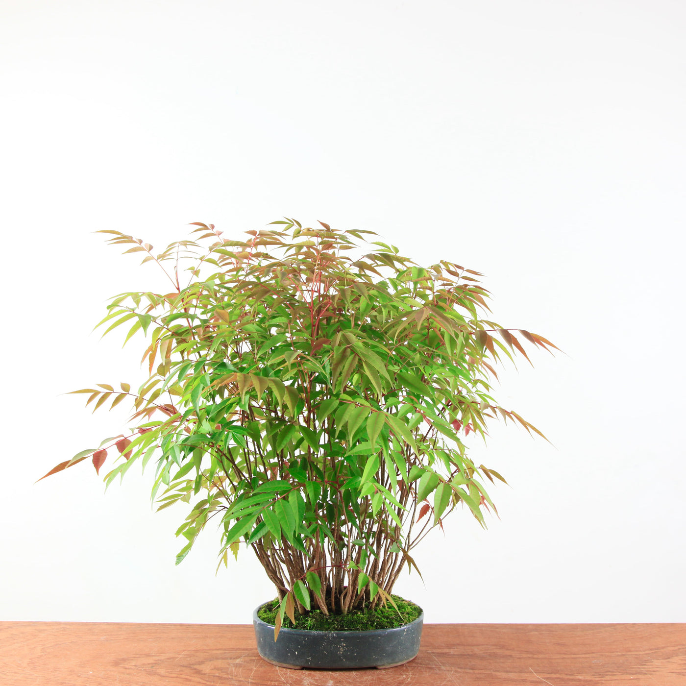 Bonsai Rhus Typhina - Fluweelboom
