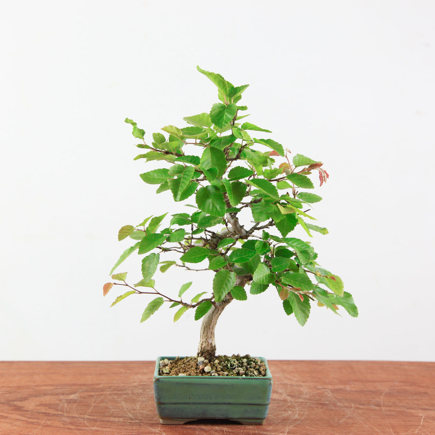 Bonsai Carpinus Turczaninowii - Koreaanse Haagbeuk