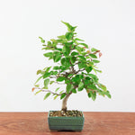 Bonsai Carpinus Turczaninowii - Koreaanse Haagbeuk