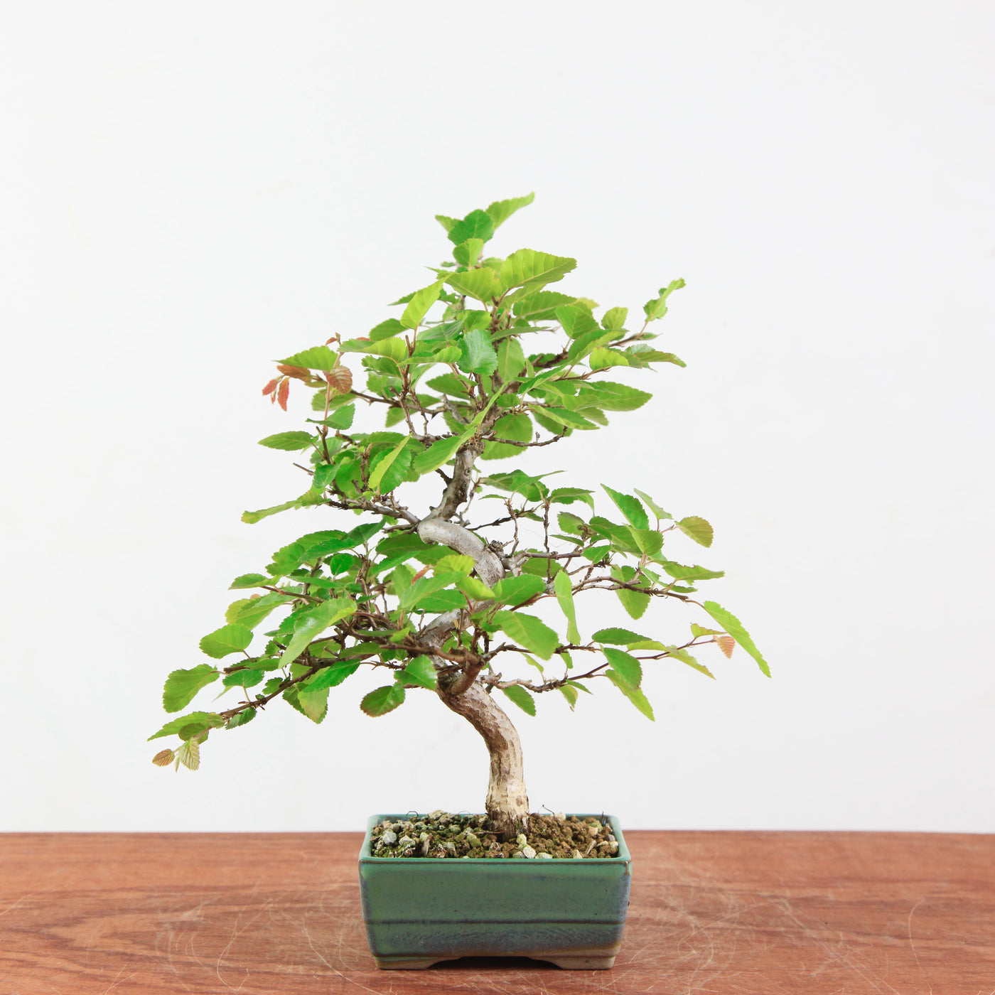 Bonsai Carpinus Turczaninowii - Koreaanse Haagbeuk