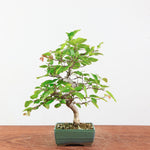 Bonsai Carpinus Turczaninowii - Koreaanse Haagbeuk