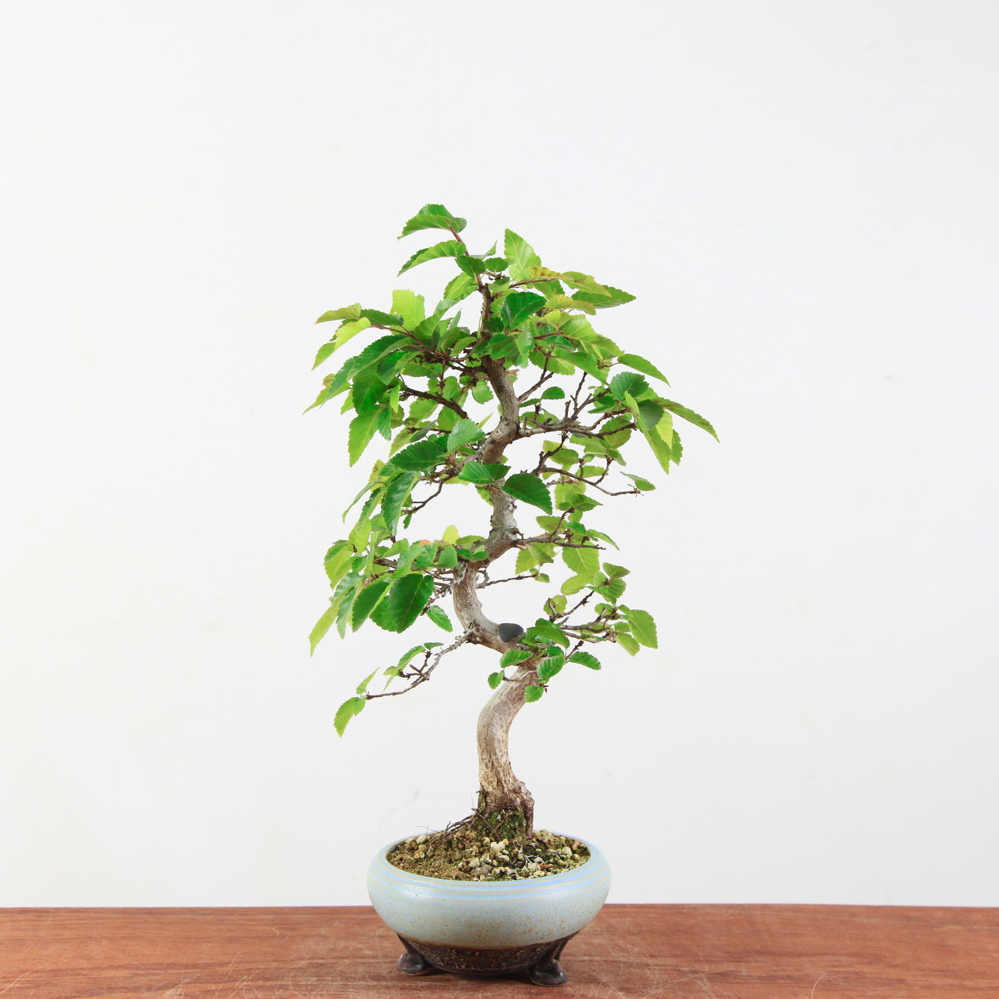 Bonsai Carpinus Turczaninowii - Koreaanse Haagbeuk