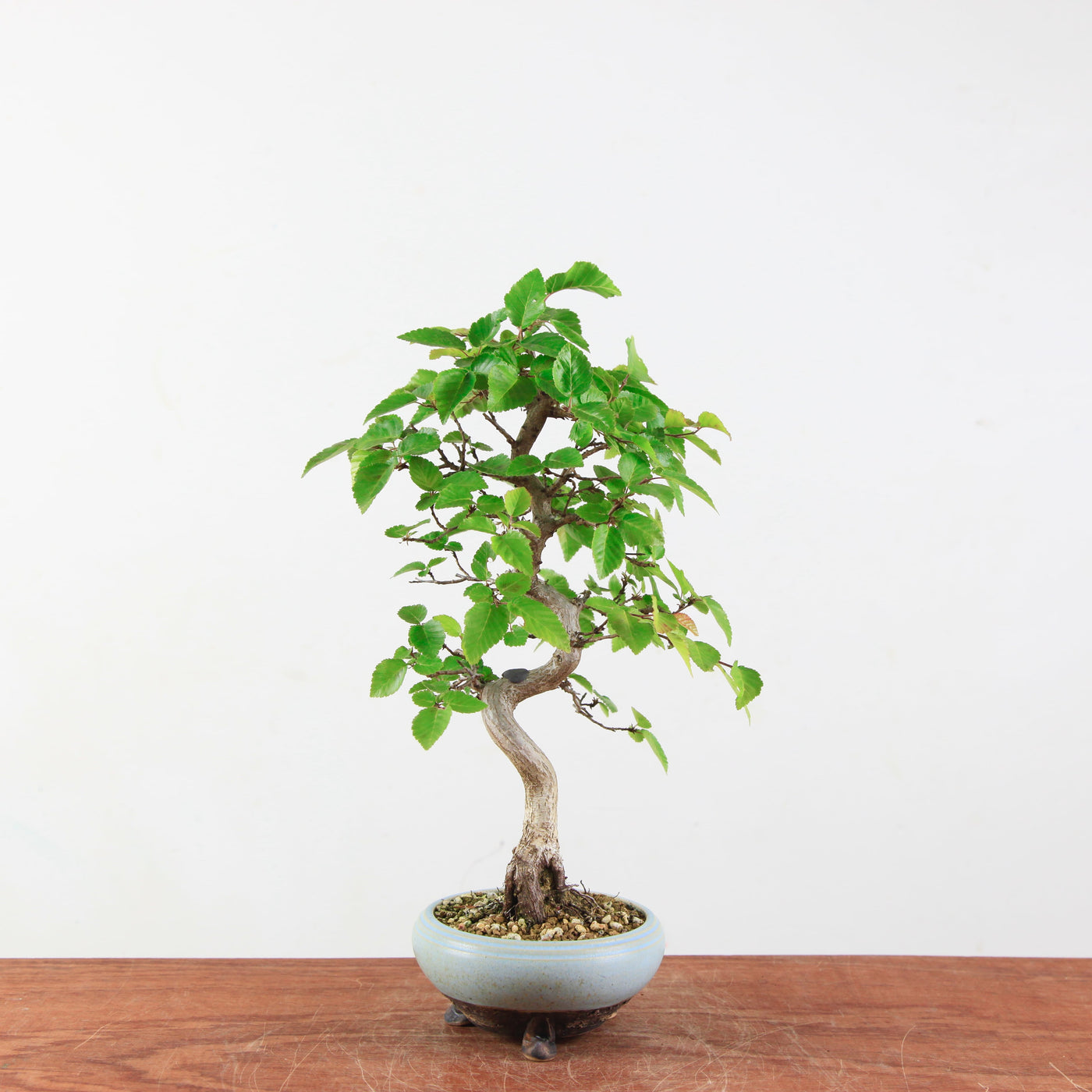 Bonsai Carpinus Turczaninowii - Koreaanse Haagbeuk
