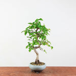 Bonsai Carpinus Turczaninowii - Koreaanse Haagbeuk