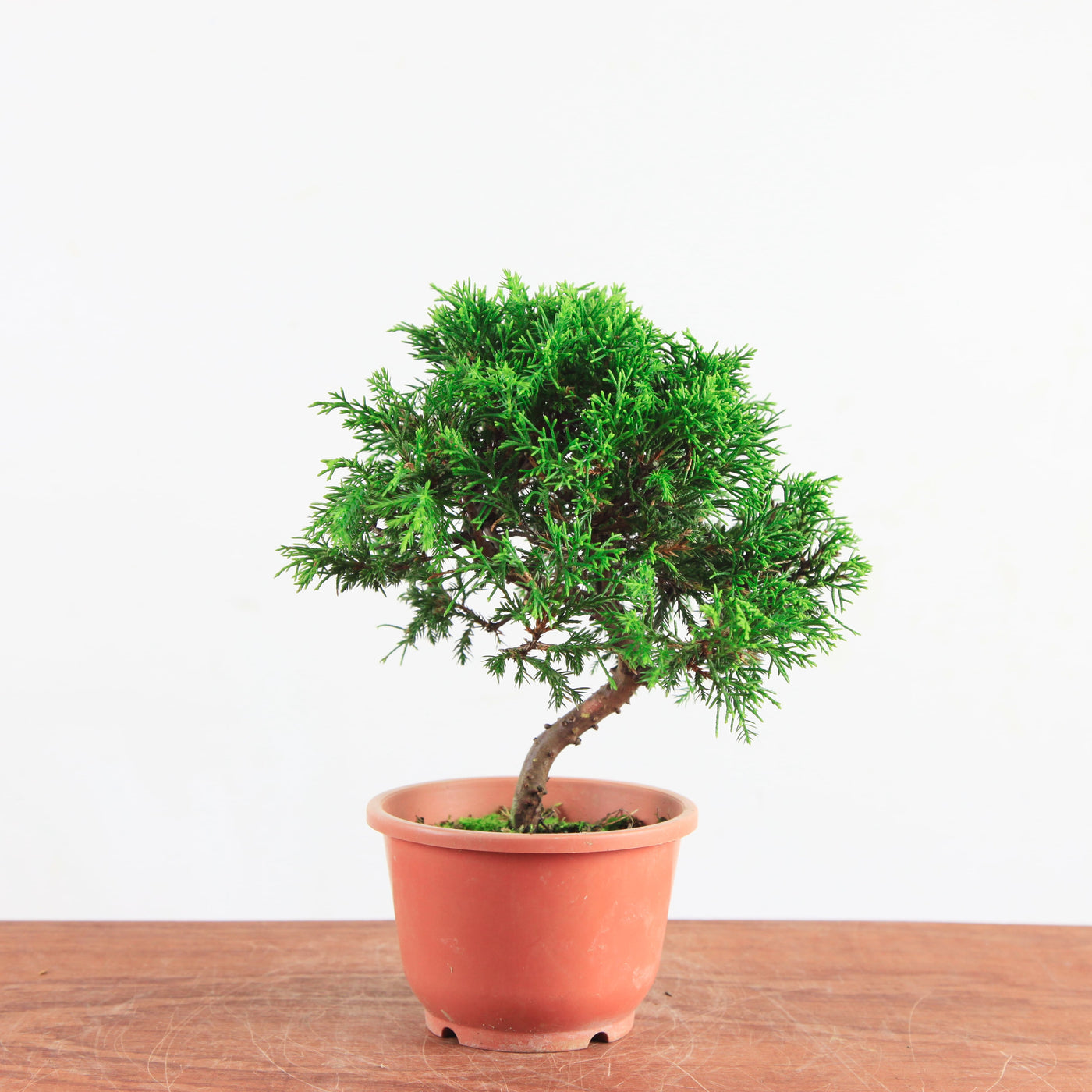 Pre-Bonsai Juniperus Itoigawa