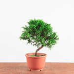 Pre-Bonsai Juniperus Itoigawa