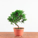 Pre-Bonsai Juniperus Itoigawa