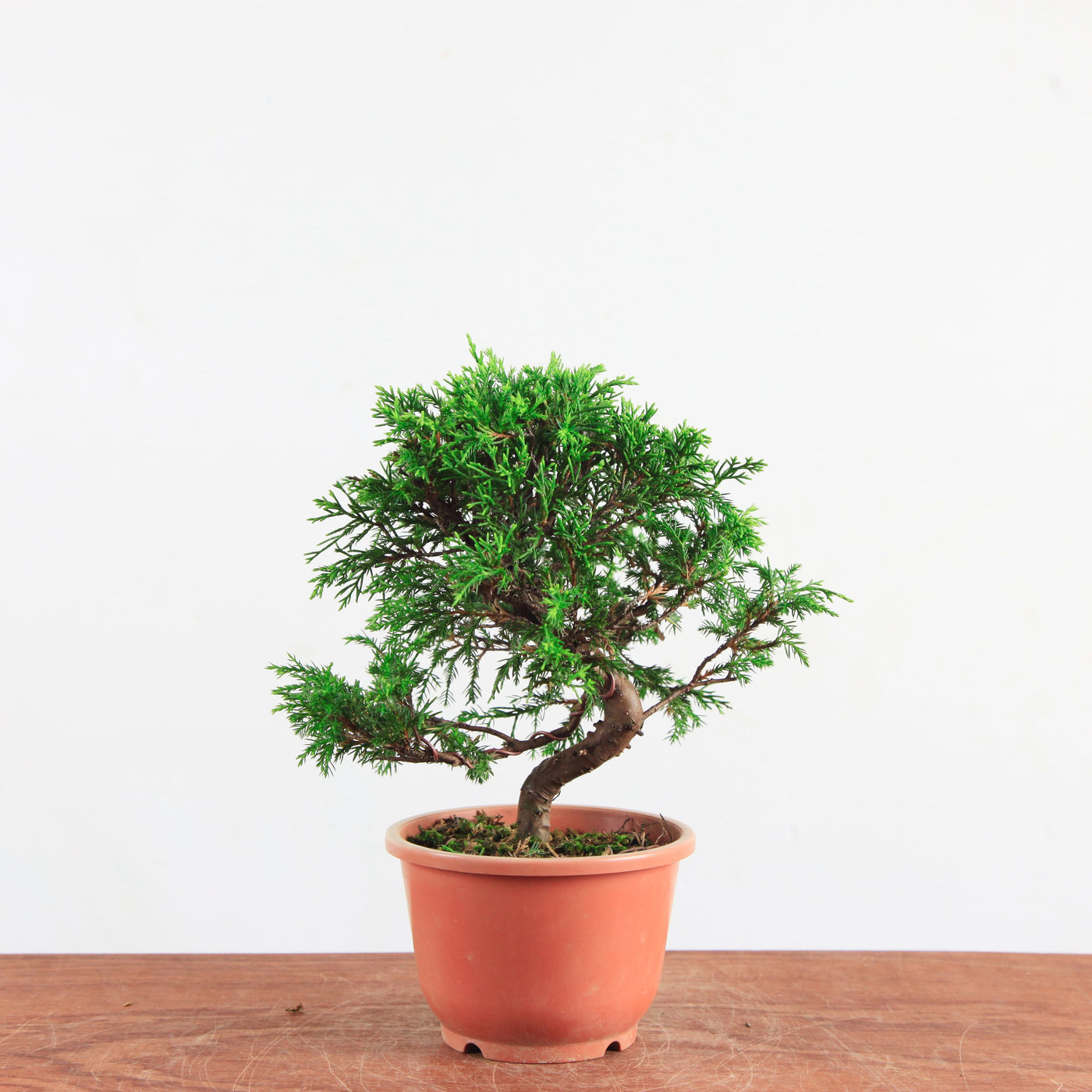 Pre-Bonsai Juniperus Itoigawa