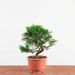 Pre-Bonsai Juniperus Itoigawa