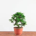 Pre-Bonsai Juniperus Itoigawa