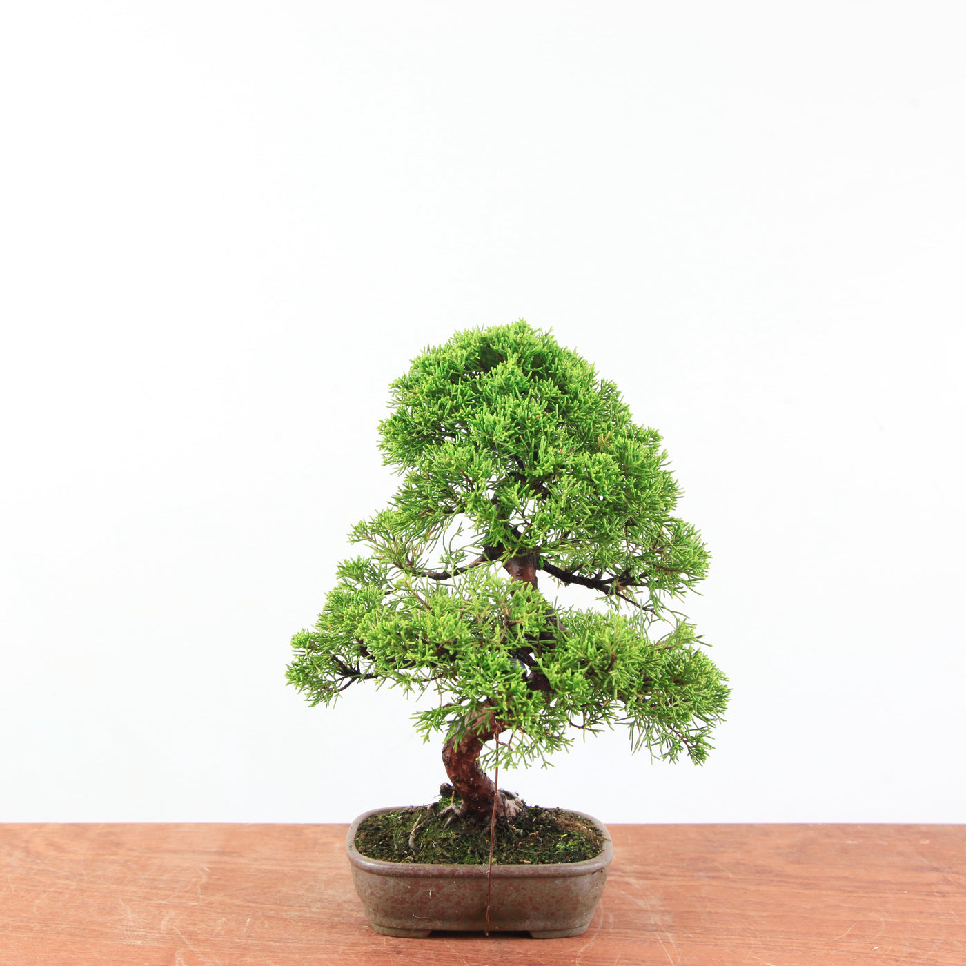 Bonsai Juniperus Chinensis - Itoigawa