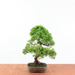Bonsai Juniperus Chinensis - Itoigawa