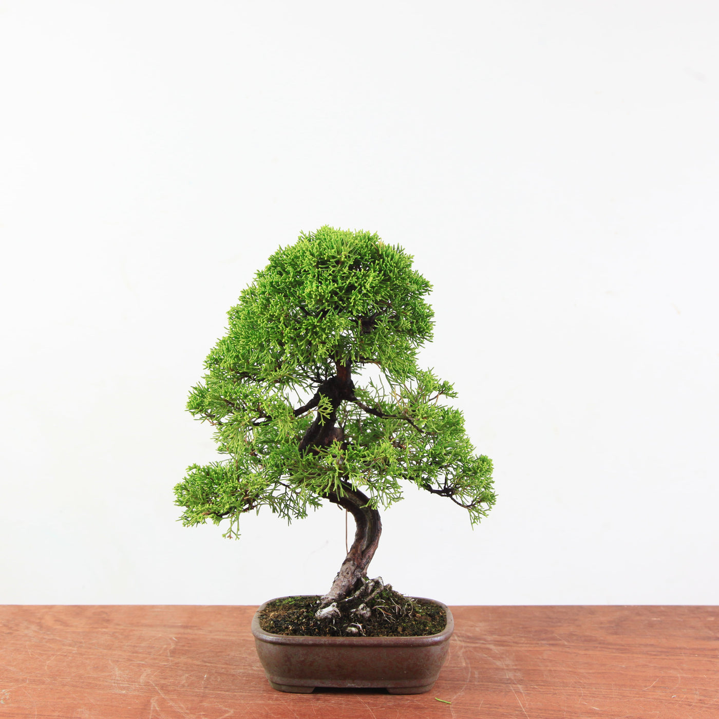 Bonsai Juniperus Chinensis - Itoigawa