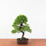 Bonsai Juniperus Chinensis - Itoigawa