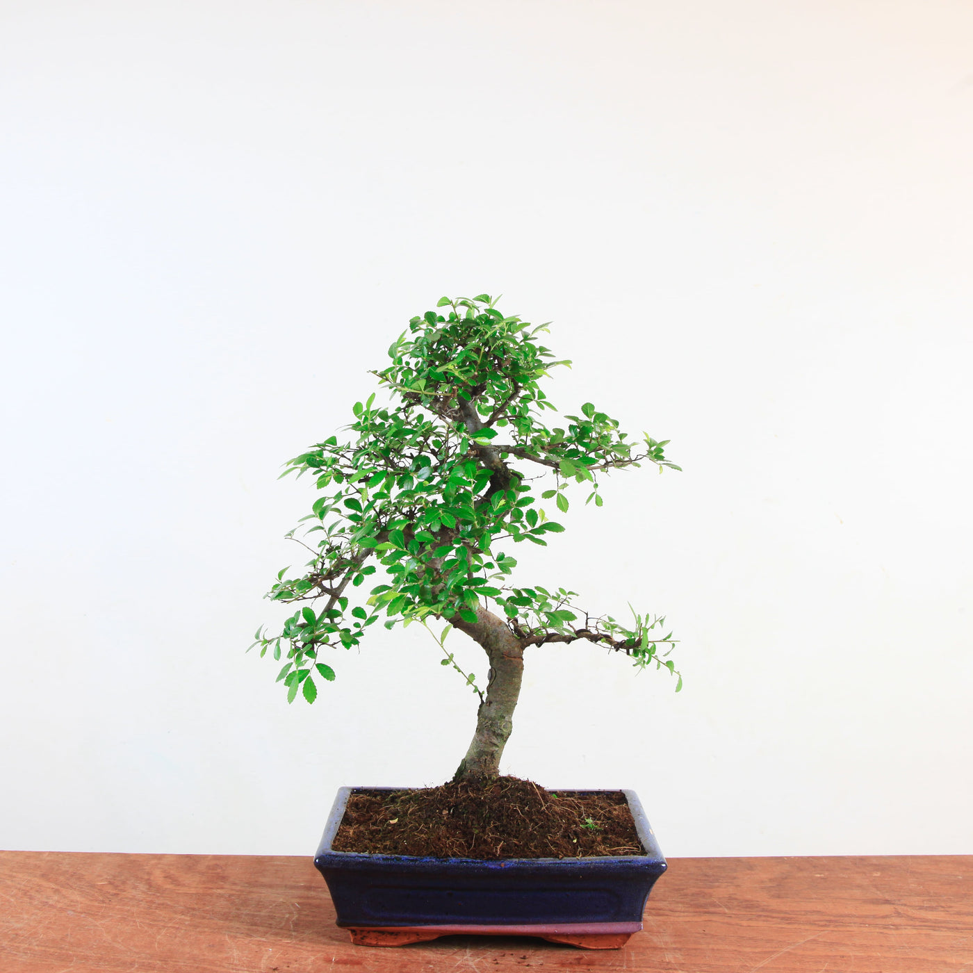 Bonsai Ulmus Parvifolia - Chinese iep