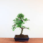 Bonsai Ulmus Parvifolia - Chinese iep