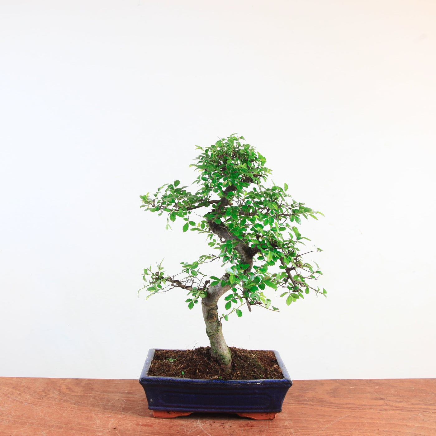 Bonsai Ulmus Parvifolia - Chinese iep