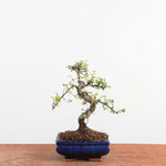 Bonsai Ulmus Parvifolia - Chinese Iep
