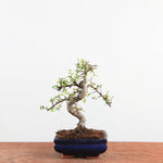 Bonsai Ulmus Parvifolia - Chinese Iep