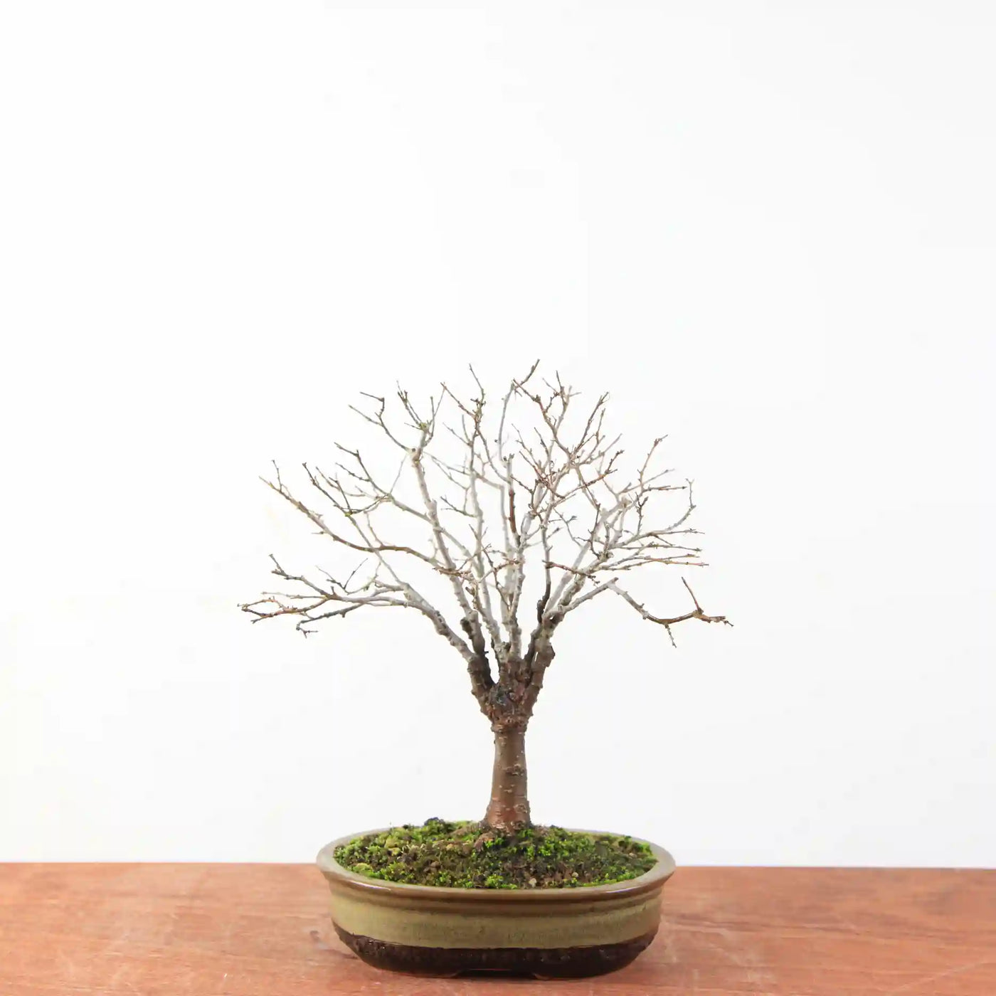 Bonsai Zelkova Serrata - Japanse Iep
